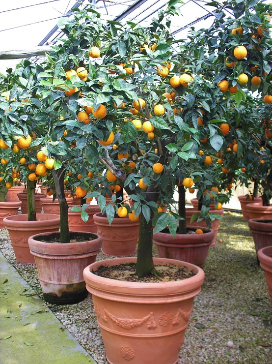 Citrus Kuebelpflanze