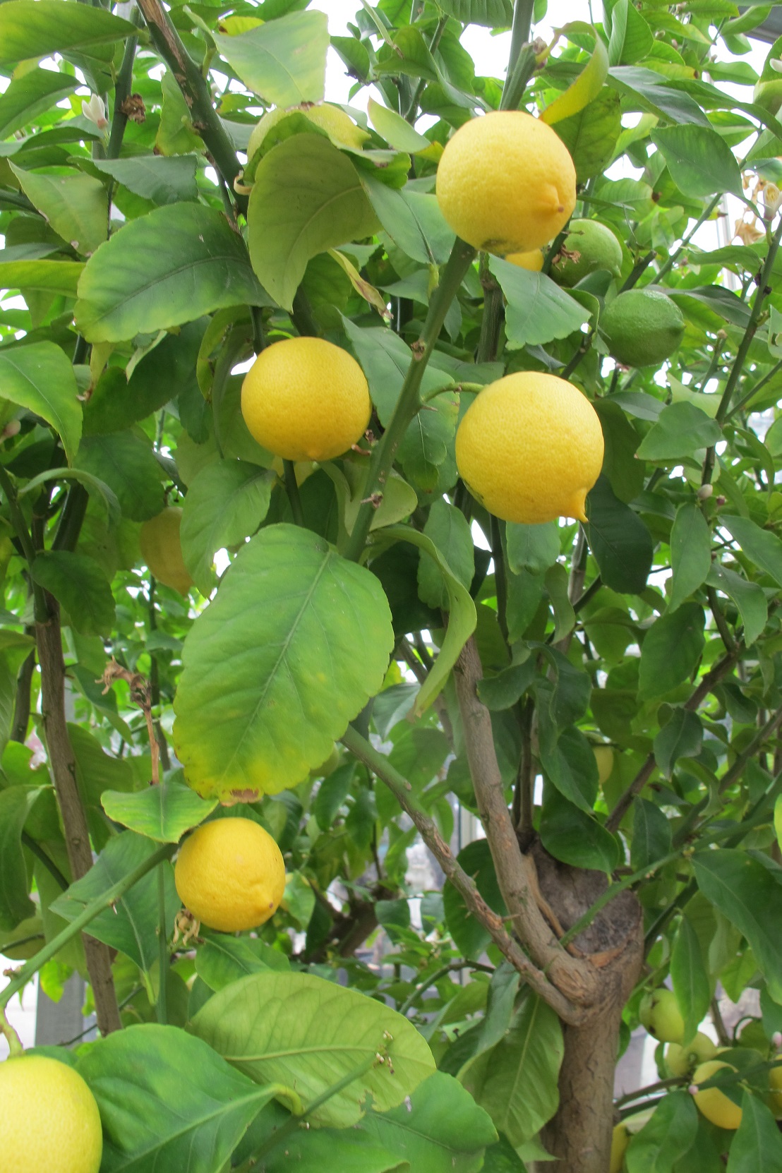 Citrus lemon with fruits