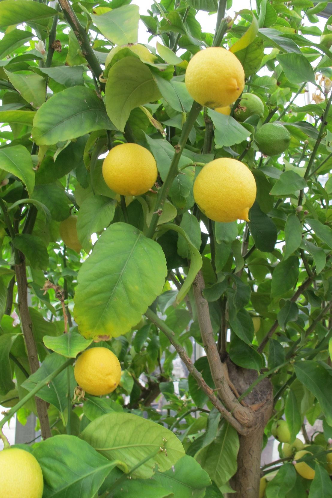 Citronniers, Citrus limon Pot 20/22 cm buisson 60/70 extra