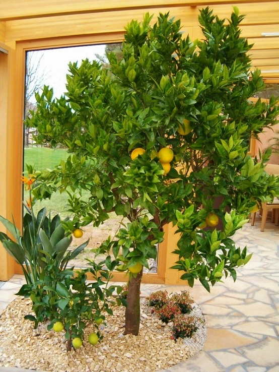 Citrus sinensis indoor