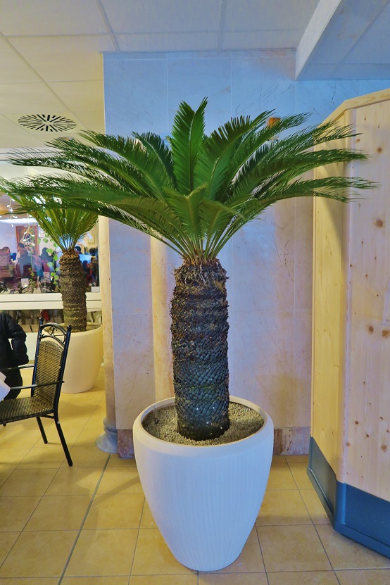 Cycas therme pool online kaufen