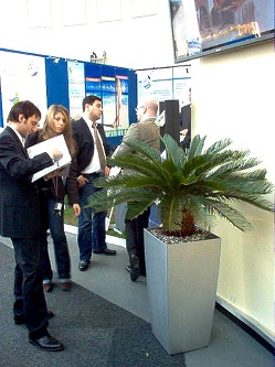 Cycas revoluta for exhibition Berlin - delivery planting in pot Cycas_plant_exhibition_online_shop