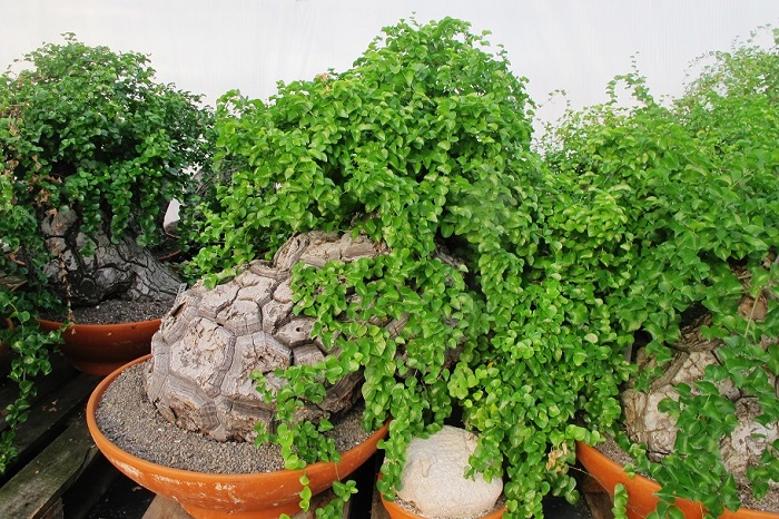 Dioscorea elephantipes kaufen elefanten yamswurzel