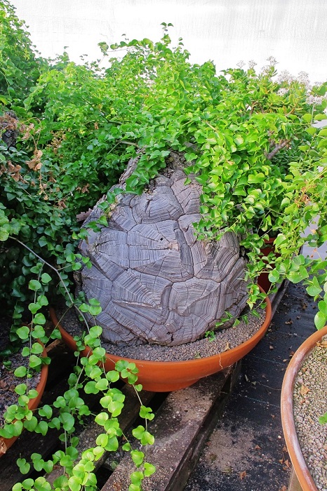 dioscorea elephantipes schildkroetenpflanze online kaufen