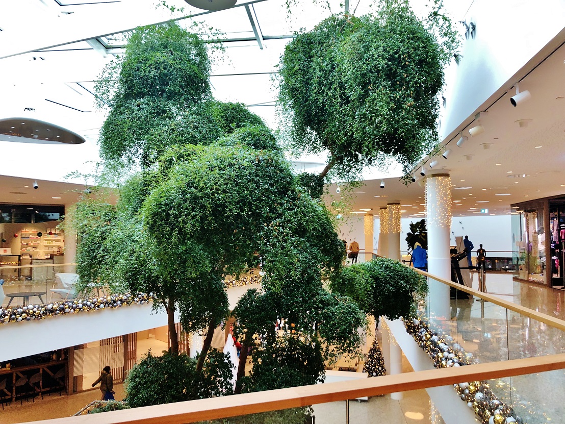 Bucida buceras shopping mall Luxembourg