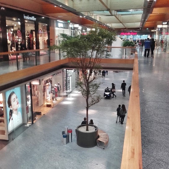 Bucida tree shopping mall buy botanic international