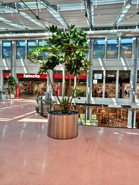 Einkaufszentrum Wien Schefflera Pflanzen kaufen Einkaufszentrum Wien Schefflera Pflanzen kaufen