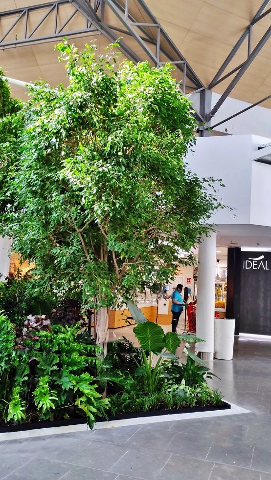Einkaufszentrum lebend Baum online kaufen