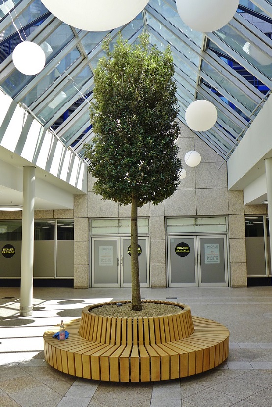 Quercus ilex shopping mall germany botanic international