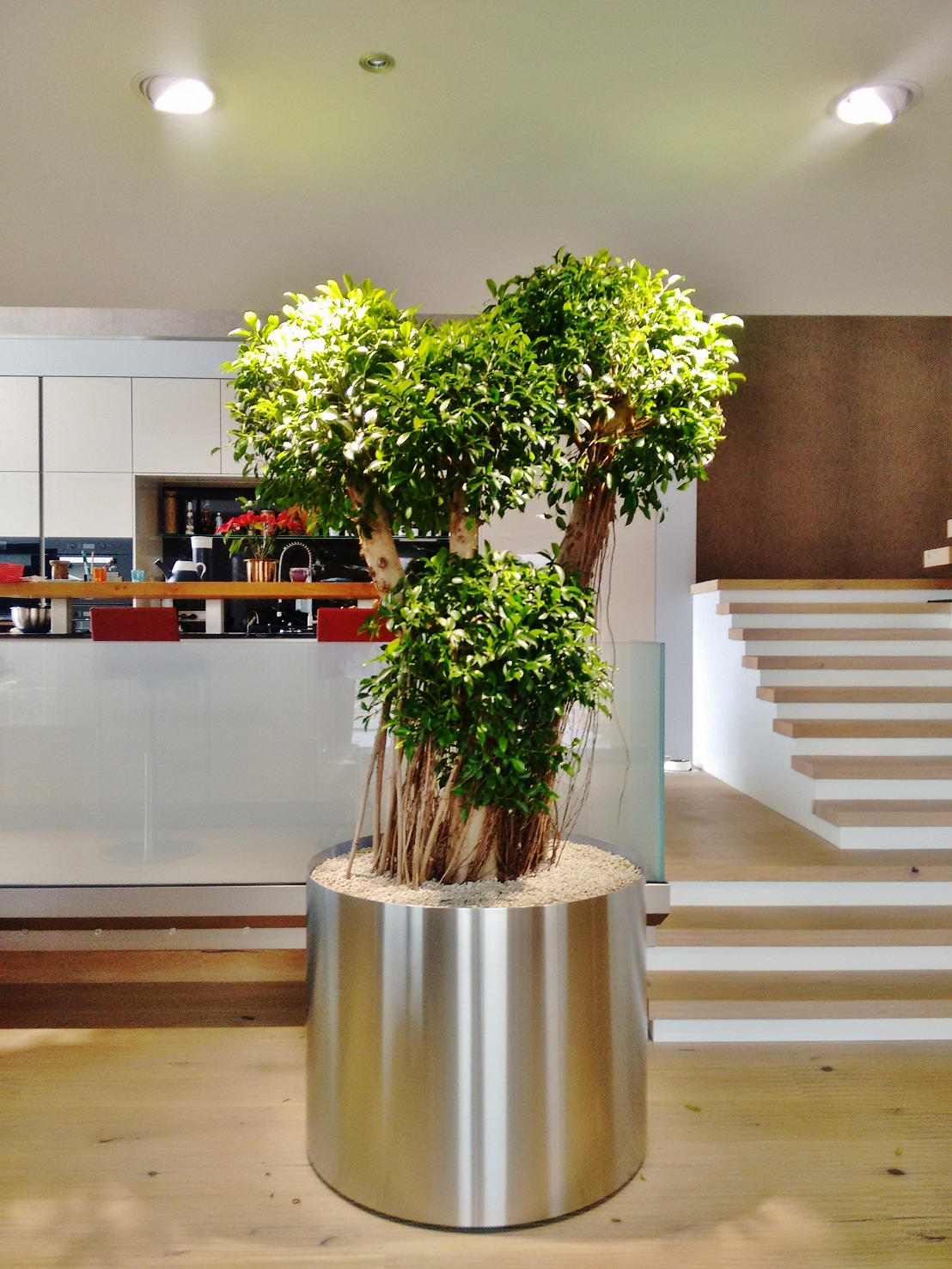 Schöne moderne Küche mit einer exclusiven, super bonsaiartiger Pflanze im Edelstahlgefäß - online kaufen Ficus bonsai artig kaufen edelstahl kueche modern