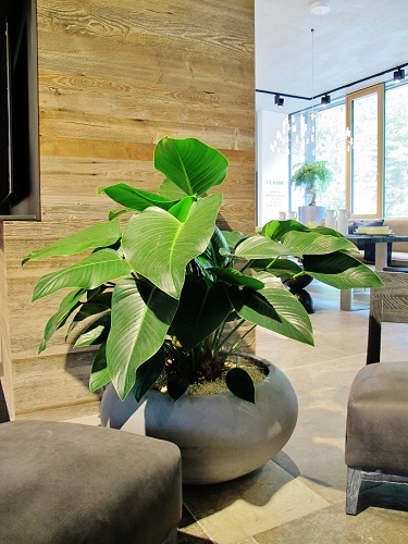 Philodendron Raumpflanze Kuechenstudio austria online kaufen