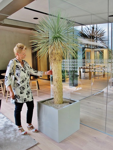 Yucca rostrata kaufen wuerfel tirol austria einrichtungshaus