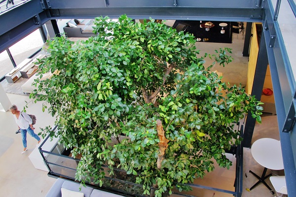 Ficus tree in the showroom with a view from the gallery