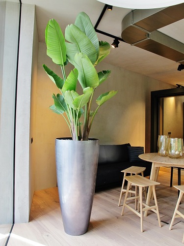 strelitzia kaufen raumpflanze einrichtungshaus