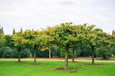 Fagus sylvatica Rotbuche