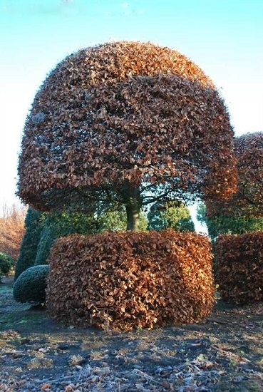 Fagus sylvatica Topiary