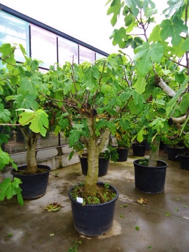 Ficus carica Feigenbaum kaufen