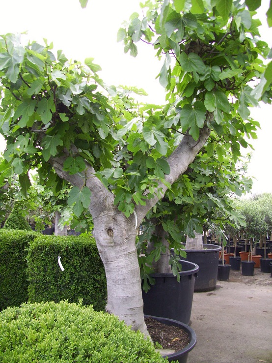 alter Feigenbaum kaufen Ficus carica kaufen