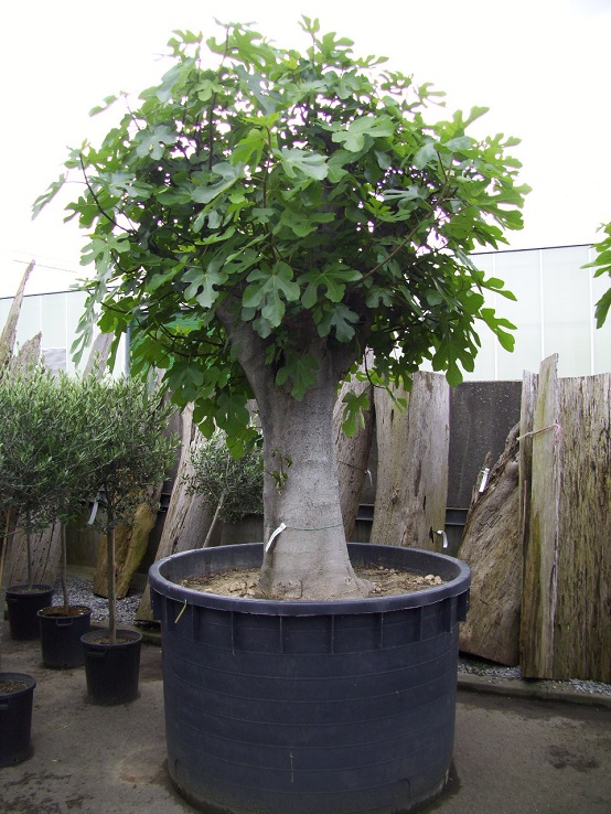 Ficus carica Prachtexemplar Ficus carica mega