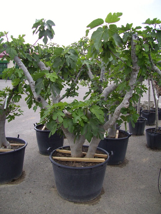 Ficus carica verzweigt