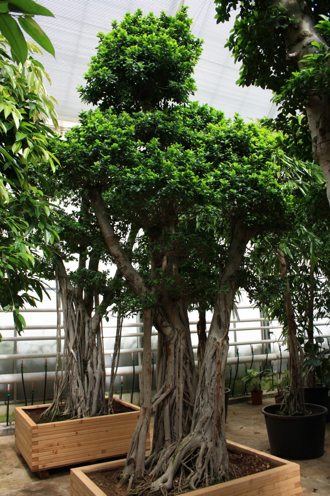 Ficus microcarpa bonsai in flat wood planter