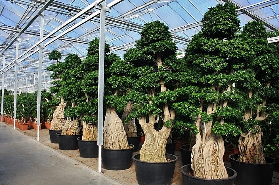 Ficus microcarpa bonsai super stamm