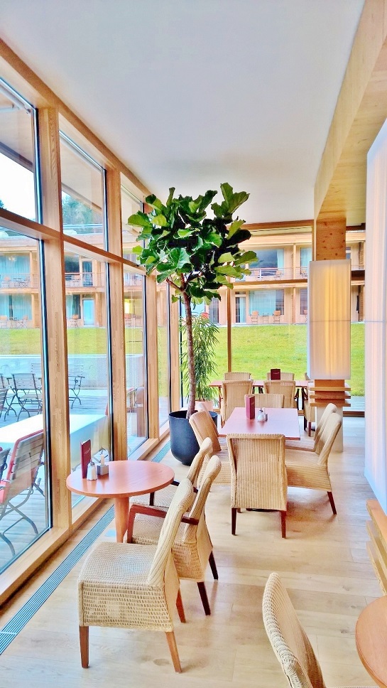Ficus lyrata im Hotel - Gastronomie - Bayern Ficus lyrata grosser baum innen hotel kaufen online