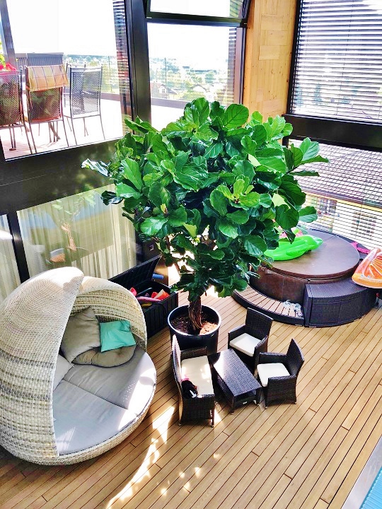 Ficus lyrata Liechtenstein Begrünung am Pool innenraumbegruenung liechtenstein grosse pflanzen kaufen