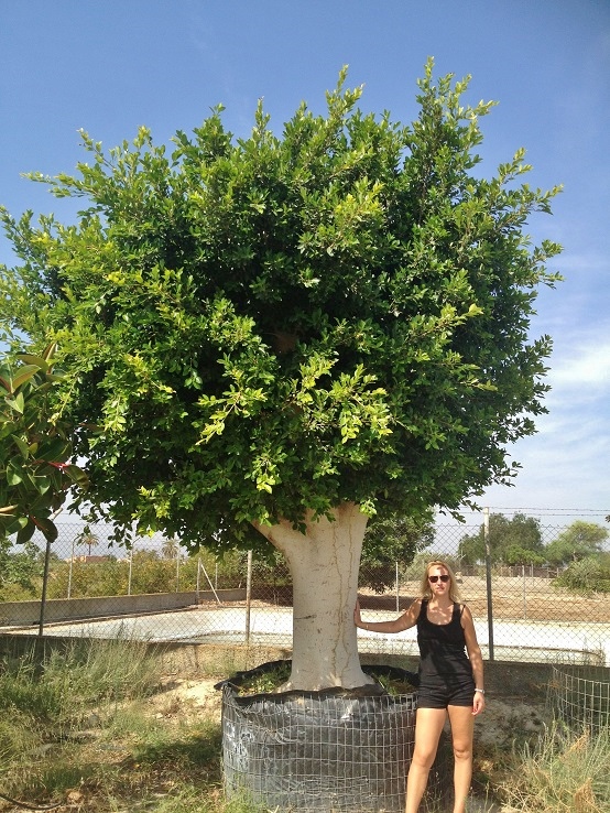 Ficus nitida baum spanien mallorca online kaufen