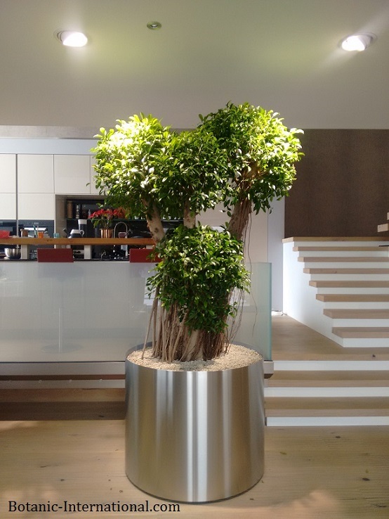 Ficus nitida bonsai innenraum online kaufen