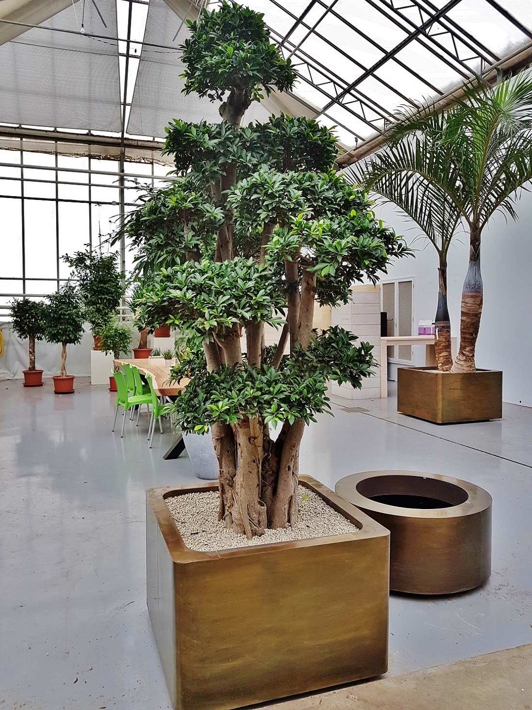 Ficus nitida bonsai online kaufen