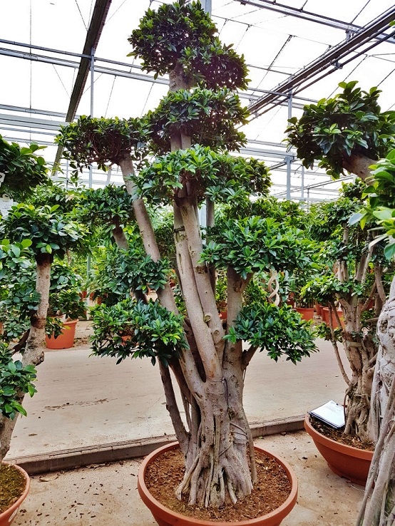 Ficus nitida bonsai online kaufen