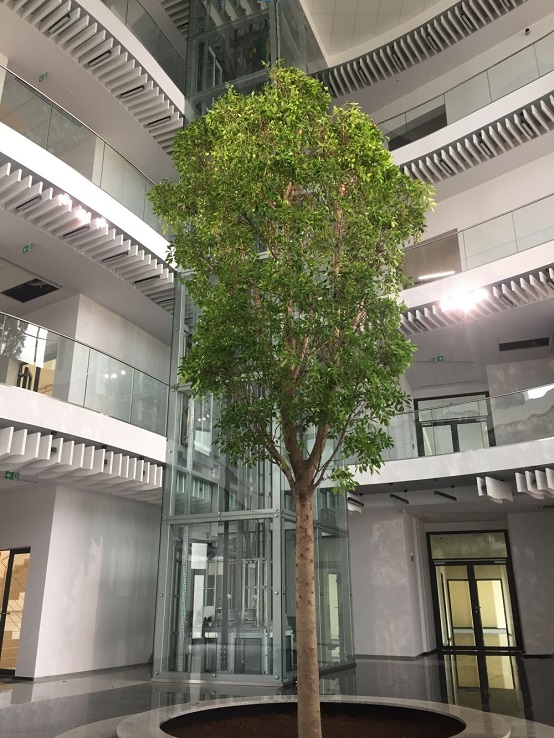 Ficus nitida indoor innenraum baum kaufen