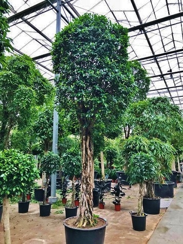 Ficus nitida naturstamm dichte krone online kaufen