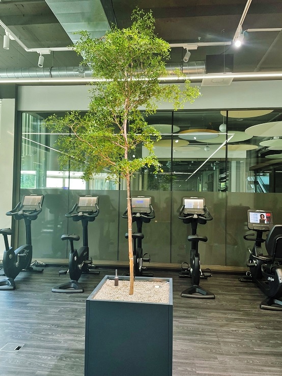 Bucida Baum Fitnesszentrum Schweiz Innenraumbegruenung