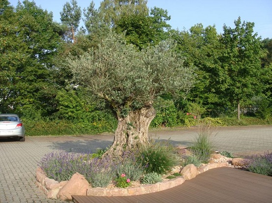 olivenbaum freiland deutschland pflanzen