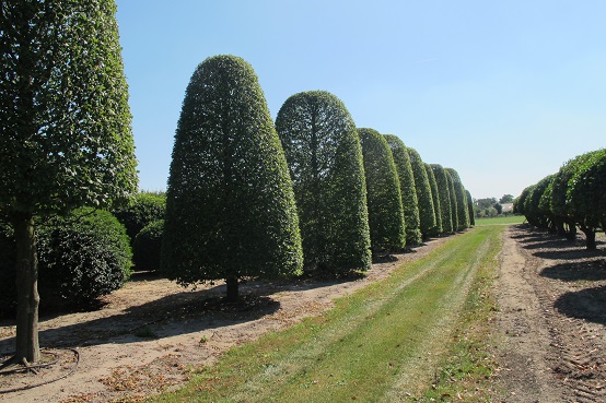 Hainbuchen Hochstamm Allee