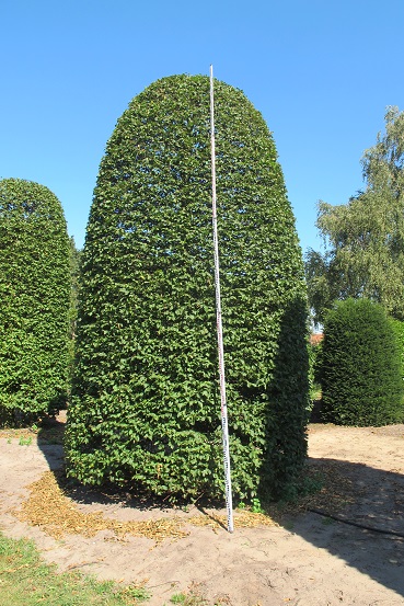 Hainbuchenbaum kaufen