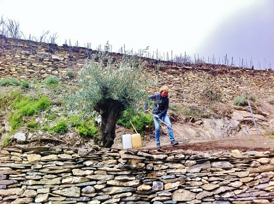 Olivenbaumpflanzung schweiz weinberg