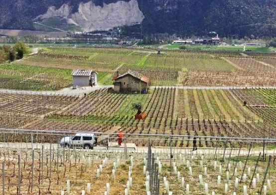 olea europaea via hubschrauber gepflanzt im weinberg