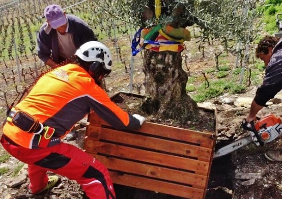 olivenbaumpflanzung im weinberg schweiz