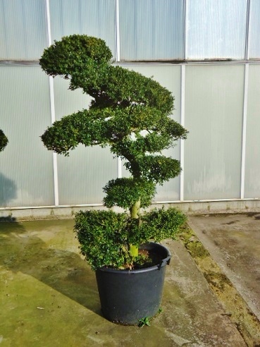 Ilex crenata gebogener Stamm