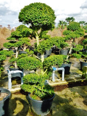 Ilex crenata online buy