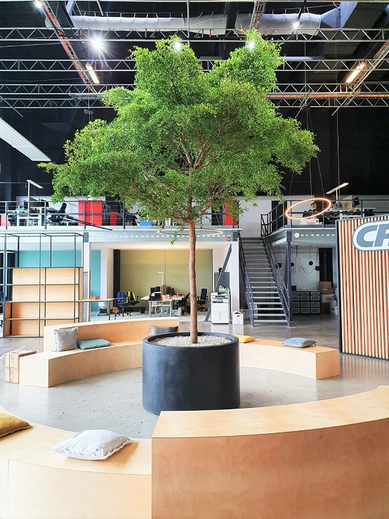 Baum im Raum bei CROOZER - NRW - Bucida buceras Baum im Raum NRW Bucida buceras