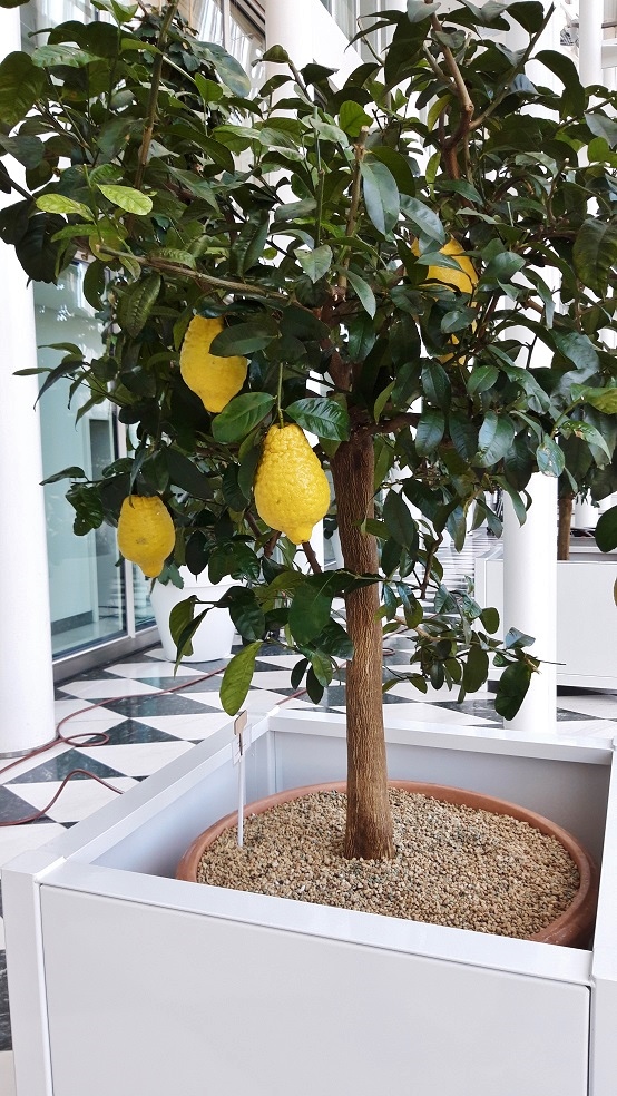 Citrus citronat Baum Pflanze Orangerie kaufen