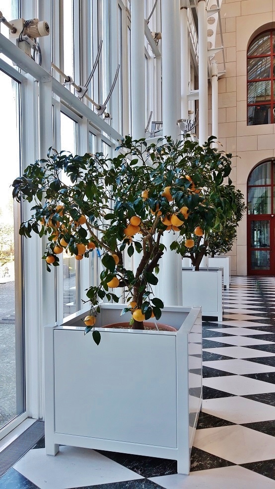 Citrus paradisi Grapefruit Baum Pflanze Orangerie kaufen