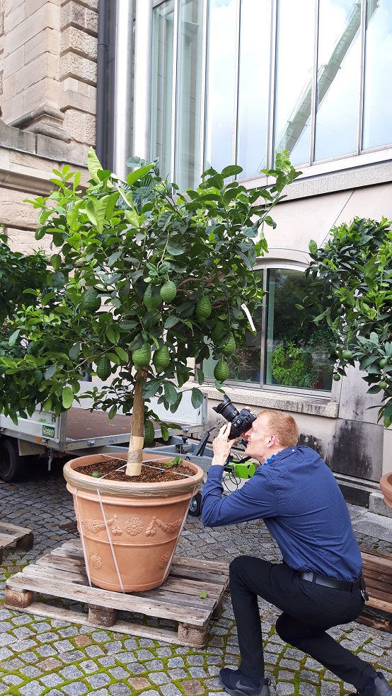 Fotograf Joerg koch beim fotografieren einer Citrus cedro medicus