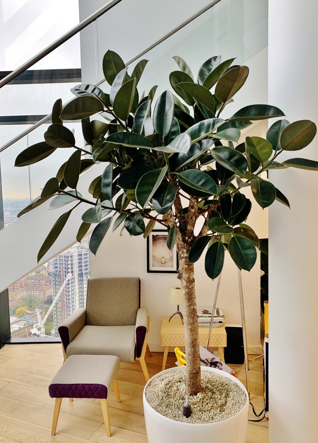 Skyscraper tropical interior plants and greenings - England London - Ficus elastica Skyscraper tropical interior plants greening england london ficus