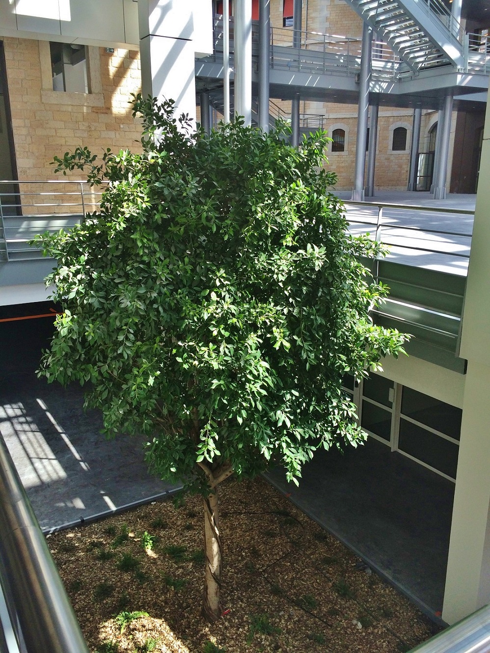 Ficus nitida tree Lyon university interior landscaping - France Ficus nitida tree Lyon university interior landscaping