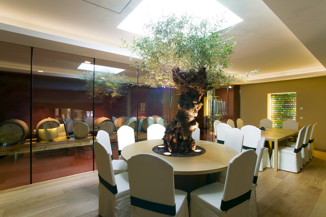 tropical tree olive tree winery interior landscaping